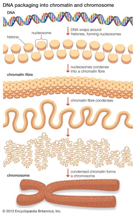 naked dna is called chromatin|DNA Packaging: Nucleosomes and Chromatin